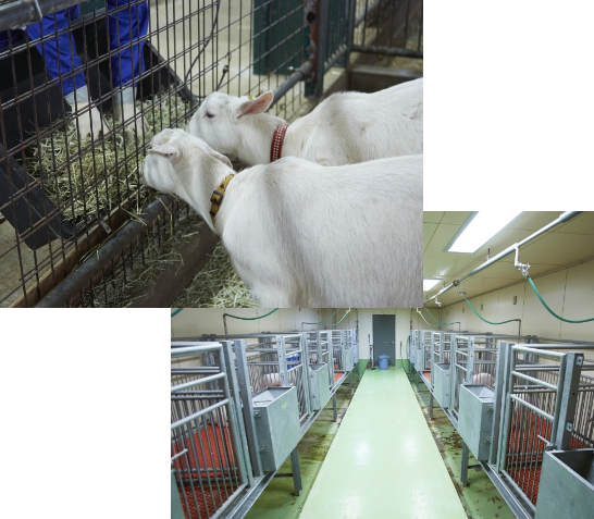 京都動物検査センターについて CROの「最前線」を担う存在として 株式会社京都動物検査センター